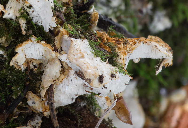 Loweomyces wynneae